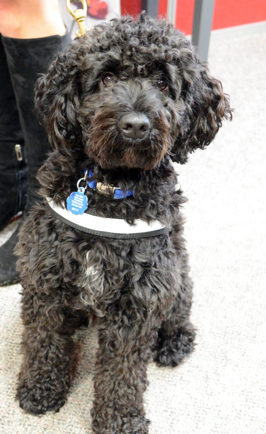 101921-port-news-therapy-dog-04